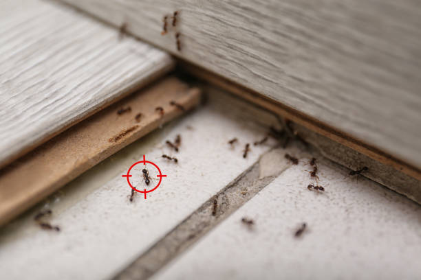 Best Flea Control Services  in Chandler, IN